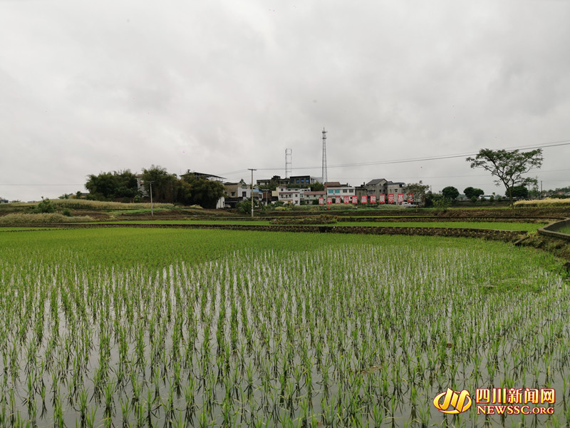 水稻新品种发展示范基地_副本.jpg 水稻新品种发展示范基地_副本.jpg
