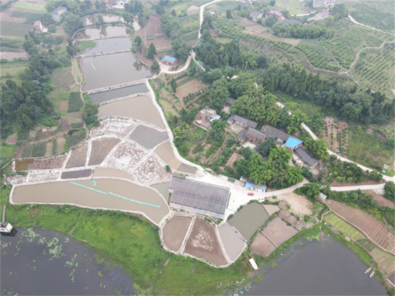 04 内江市市中区朝阳镇黄桷桥村白乌鱼养殖基地.jpg 04 内江市市中区朝阳镇黄桷桥村白乌鱼养殖基地.jpg