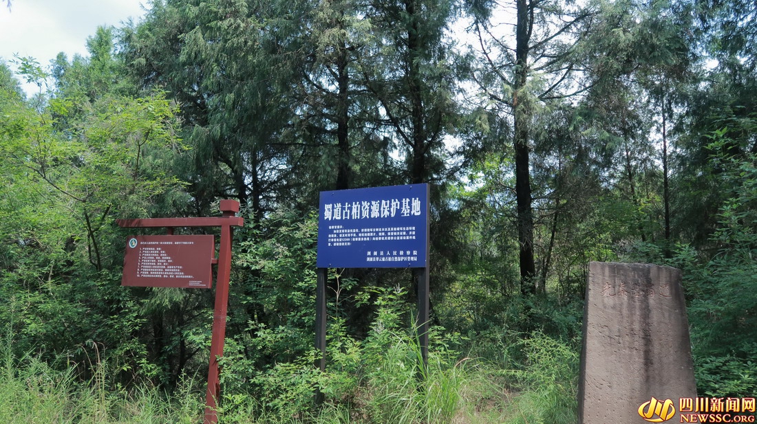 翠云廊景区 蜀道古柏资源保护基地.jpg 翠云廊景区 蜀道古柏资源保护基地.jpg