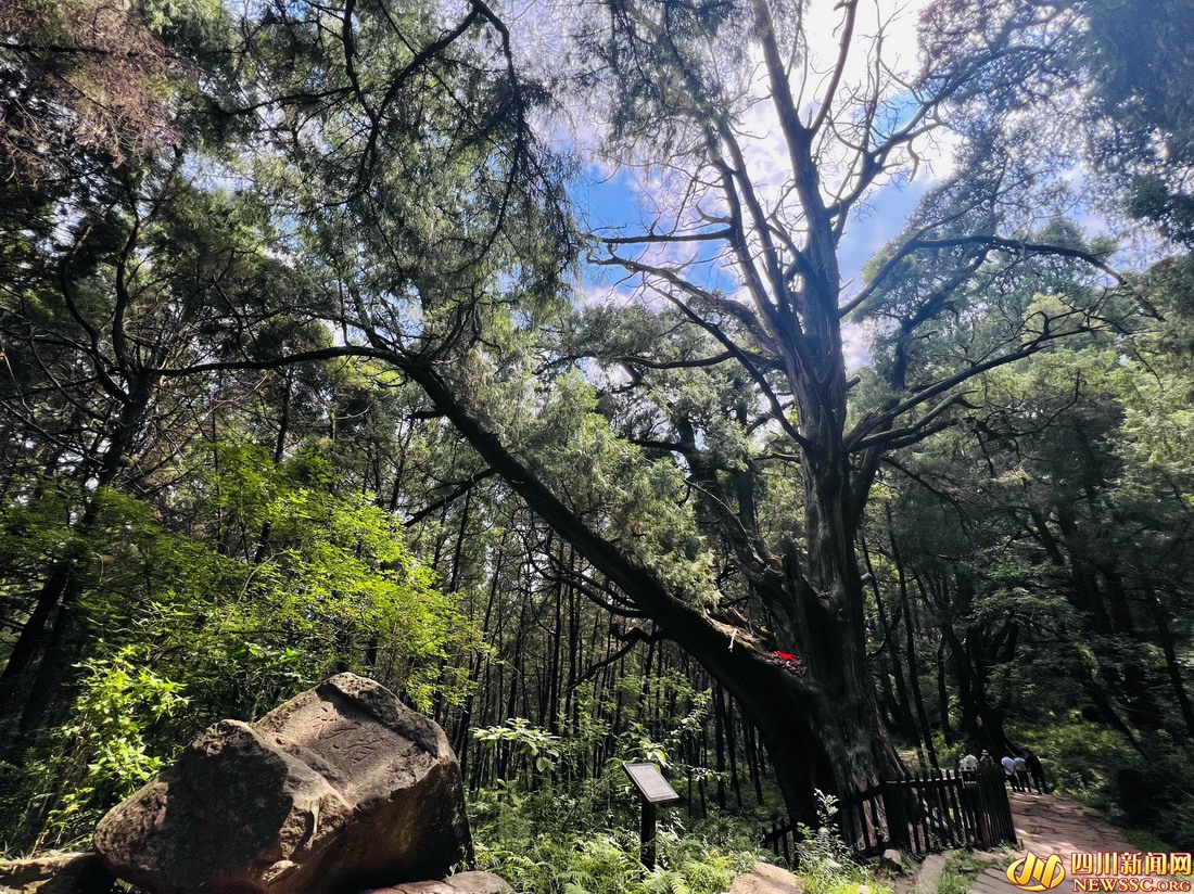 翠云廊景区 “状元柏”.jpg 翠云廊景区 “状元柏”.jpg