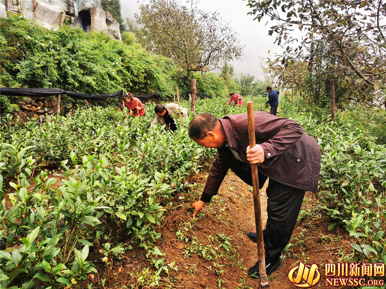 茶农正在现场管护.jpg