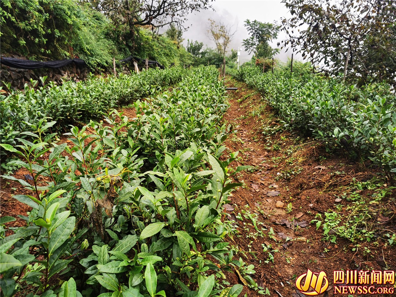 “白叶一号”茶园.jpg