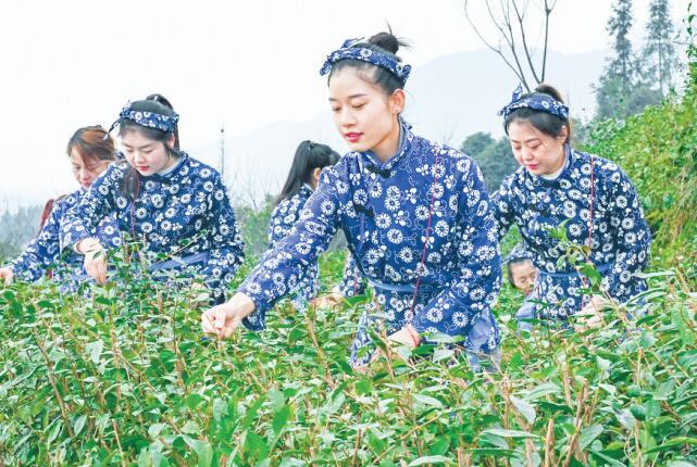 茶叶变“茶业” 好看好喝还好耍(图1)