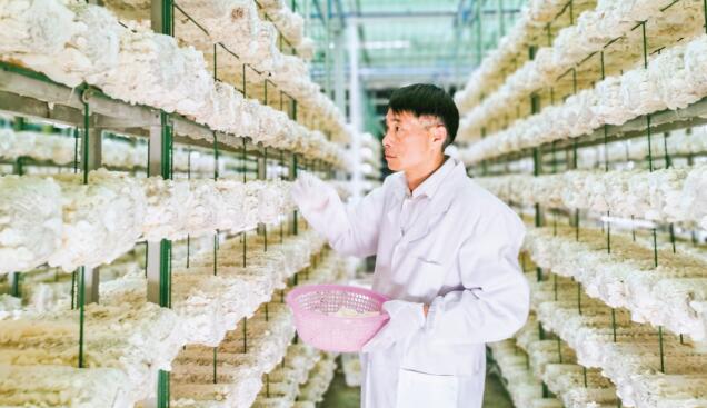 什邡湔氐:一朵小木耳孵出年产值7.5亿元大产业(图1) 什邡湔氐:一朵小木耳孵出年产值7.5亿元大产业(图1)