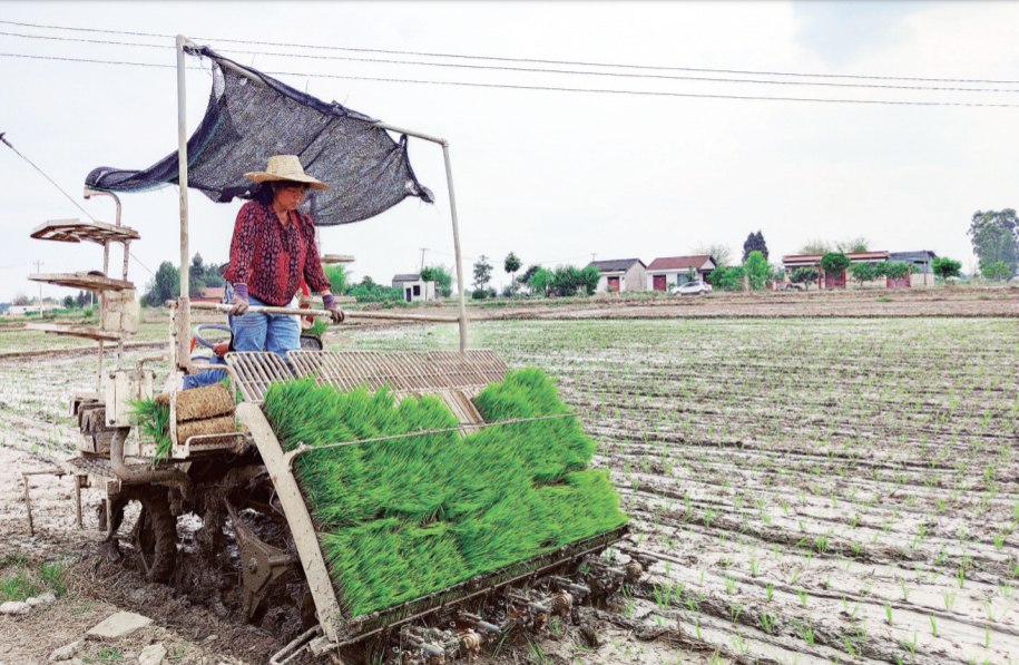 全市180万亩水稻“关秧门”(图1) 全市180万亩水稻“关秧门”(图1)