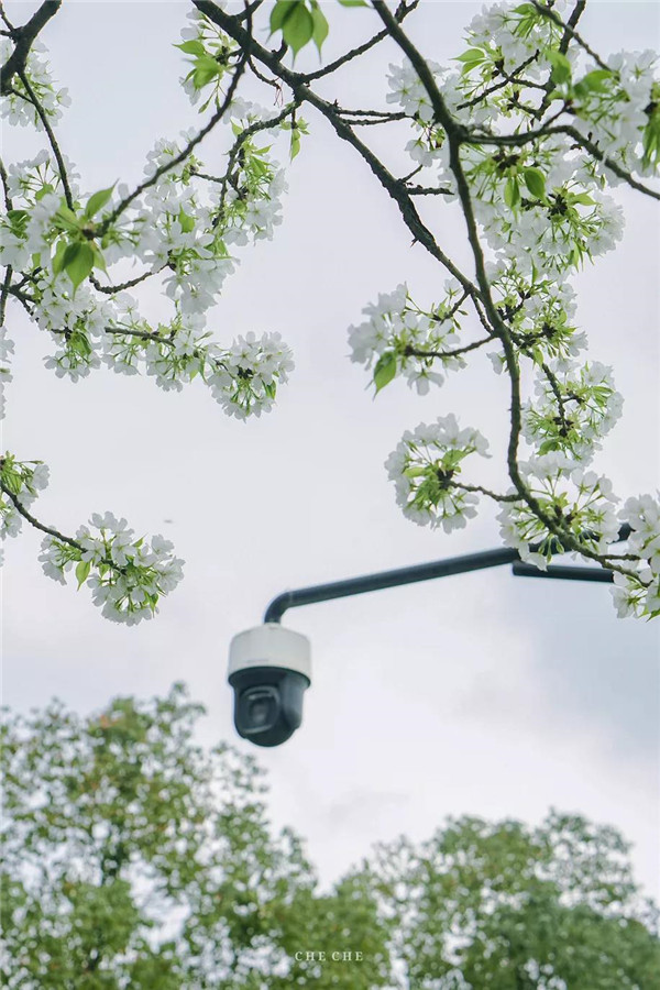 成都大学最美樱花季 (1).jpg