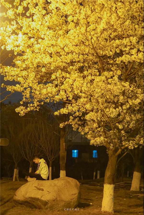 成都大学最美樱花季 (8).jpg