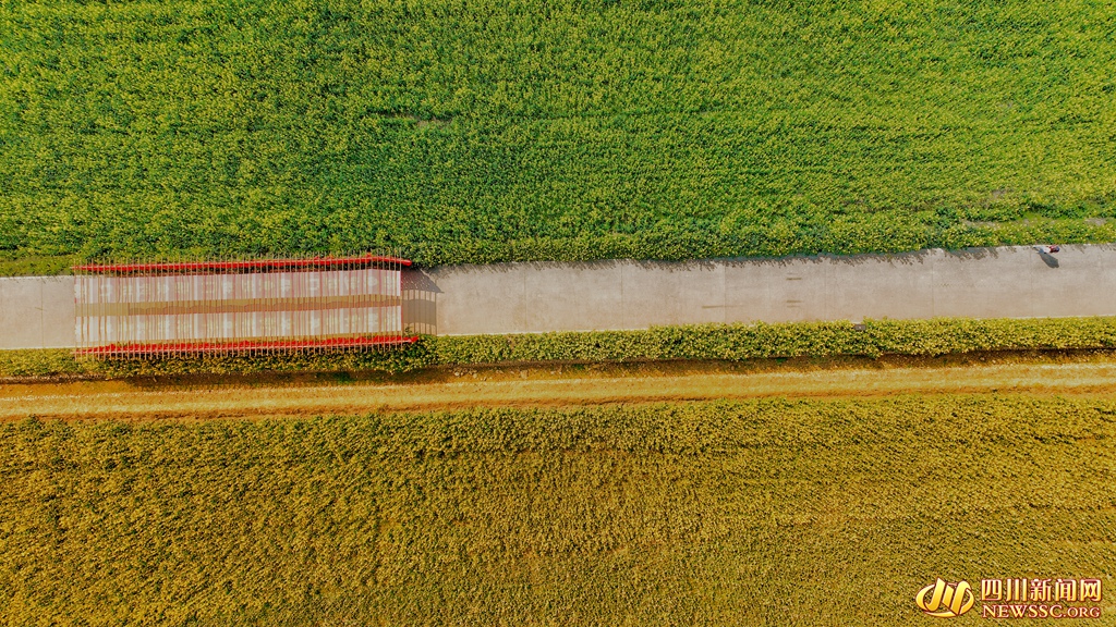 天府农博岛油菜花海 (3)_副本.jpg