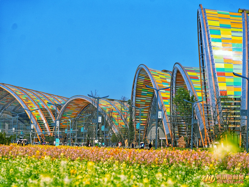 天府农博岛油菜花海 (7)_副本.jpg