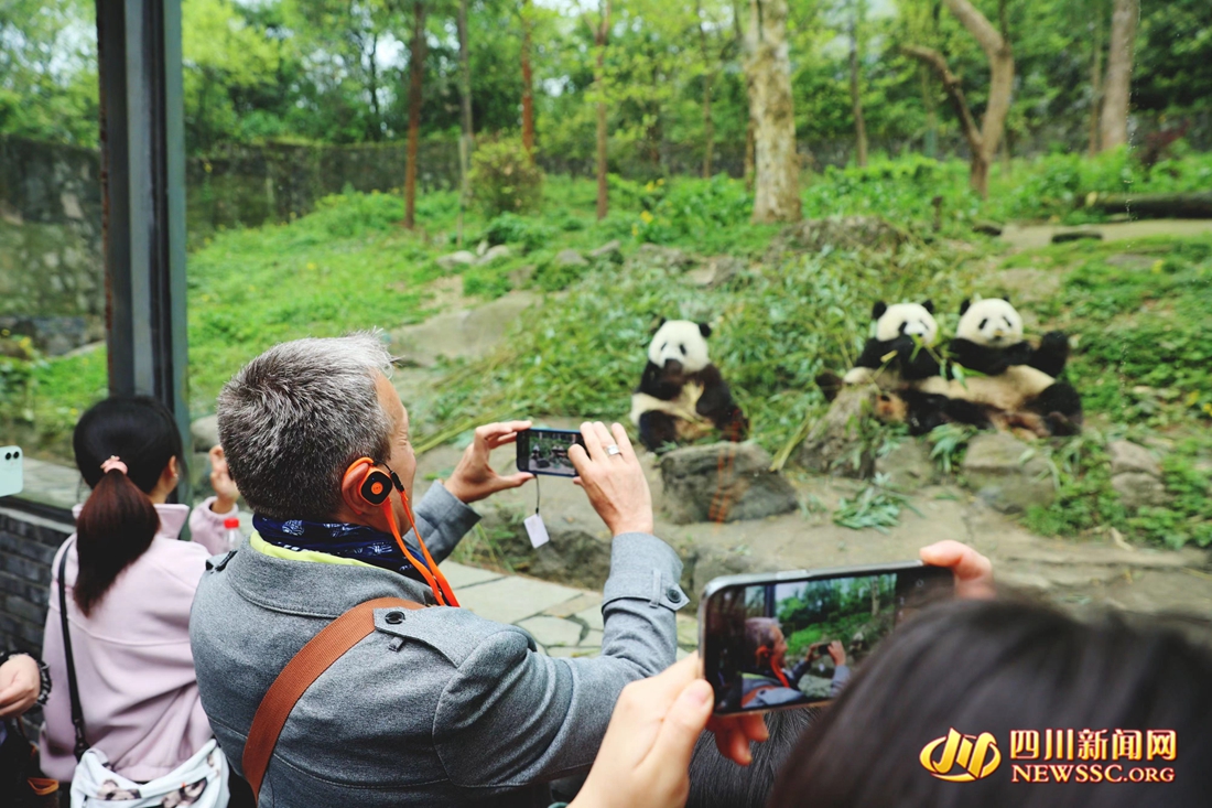 外国使领团对大熊猫表现出极大的兴趣_副本.jpg