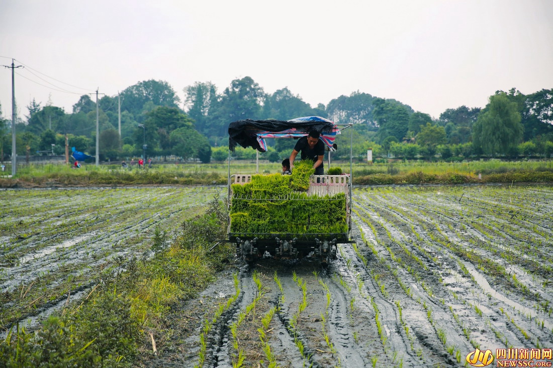 初夏时节,成都市温江区岷江村农民抢抓农时插秧,田间地头一派繁忙的景象 (2).jpg
