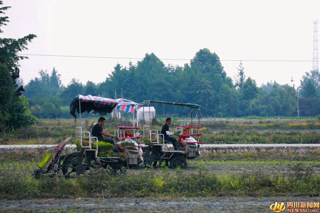 初夏时节,成都市温江区岷江村农民抢抓农时插秧,田间地头一派繁忙的景象 (8).jpg