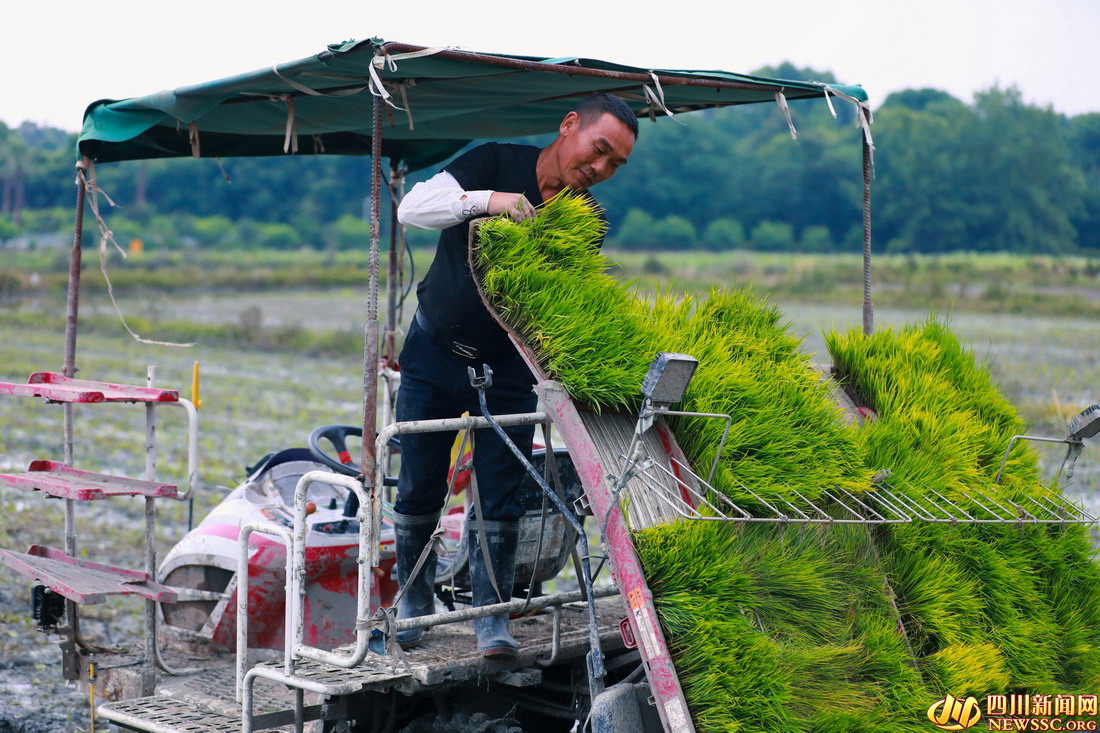 初夏时节,成都市温江区岷江村农民抢抓农时插秧,田间地头一派繁忙的景象 (9).jpg