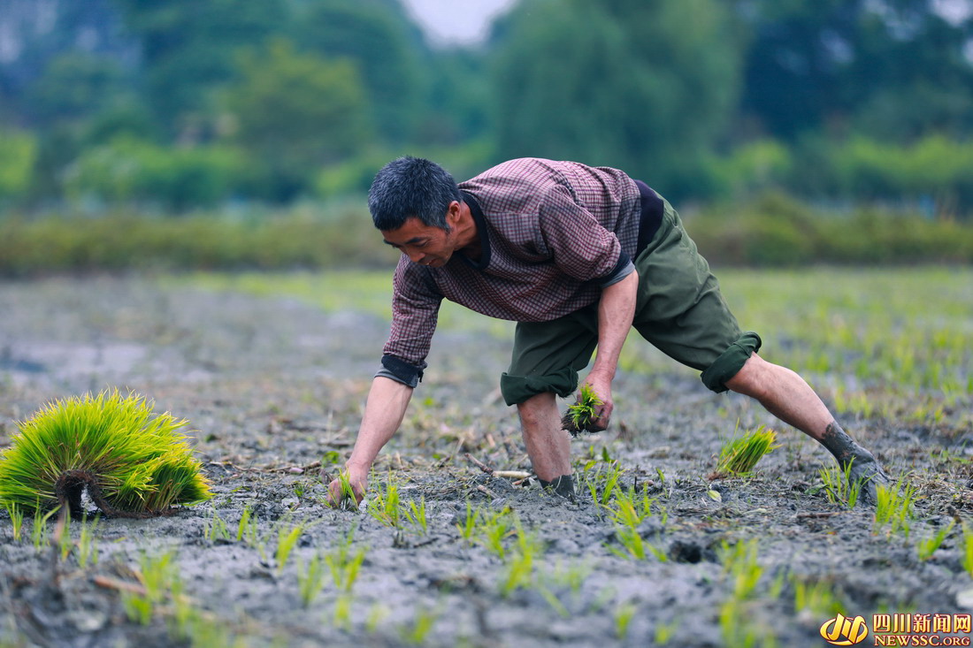 初夏时节,成都市温江区岷江村农民抢抓农时插秧,田间地头一派繁忙的景象 (3).jpg