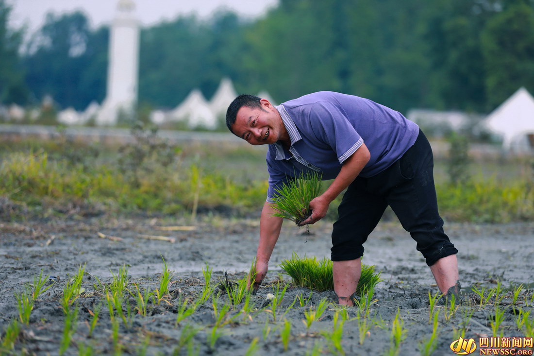 初夏时节,成都市温江区岷江村农民抢抓农时插秧,田间地头一派繁忙的景象 (10).jpg