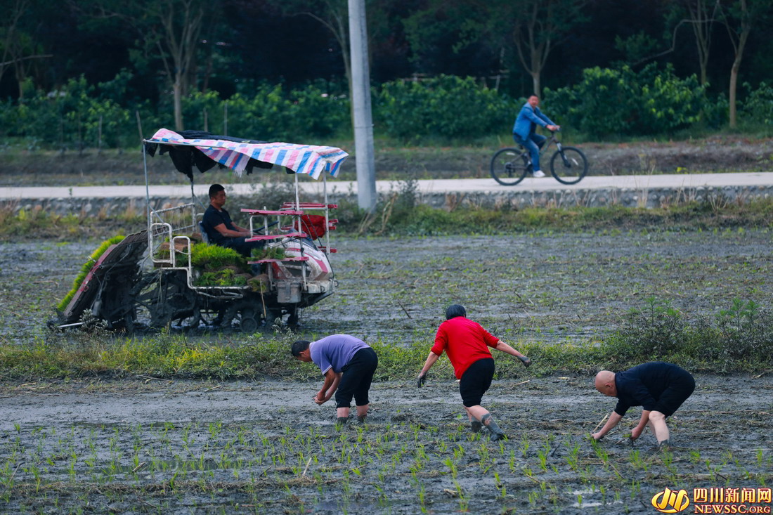 初夏时节,成都市温江区岷江村农民抢抓农时插秧,田间地头一派繁忙的景象 (4).jpg