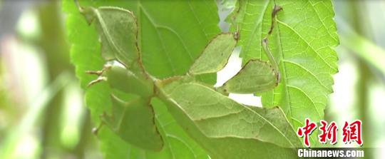 云南景东出现会走路翻滚的“叶子”(图)