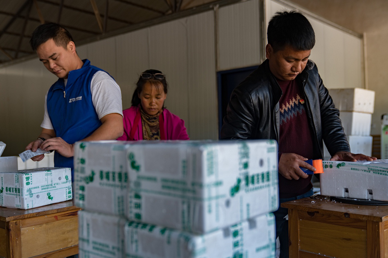 拼多多 脱贫 产业发展 拼多多 脱贫 产业发展