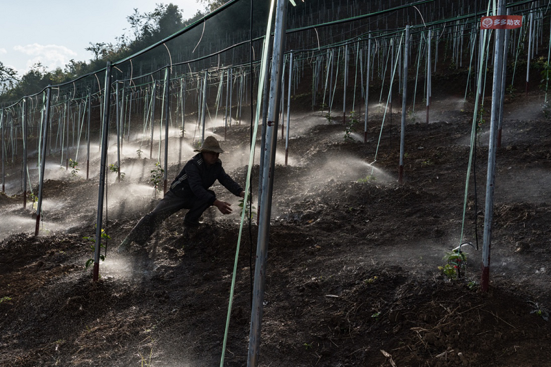 拼多多 脱贫 产业发展 拼多多 脱贫 产业发展